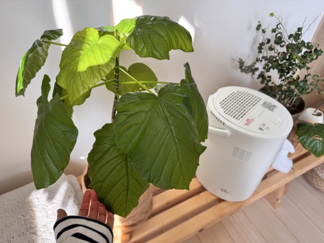 日用品⑨:観葉植物